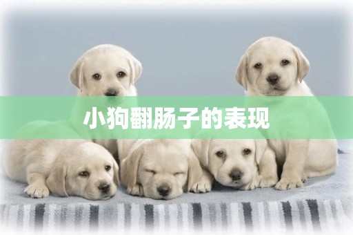 小狗翻腸子的表現