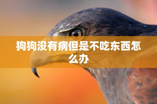 狗狗沒有病但是不吃東西怎么辦