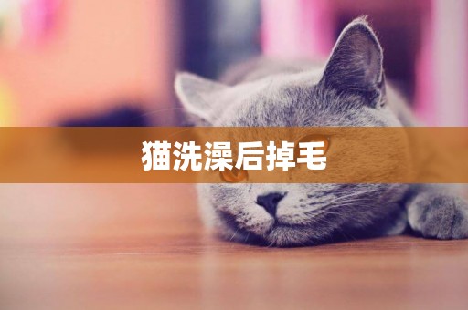 貓洗澡后掉毛