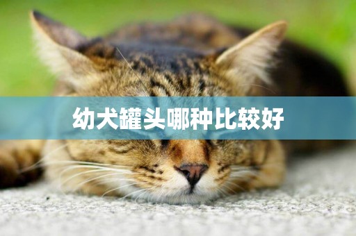 幼犬罐頭哪種比較好