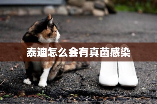 泰迪怎么會有真菌感染
