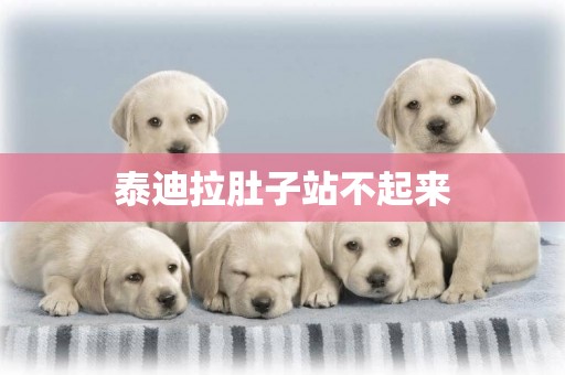 泰迪拉肚子站不起來
