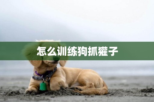 怎么訓練狗抓獾子