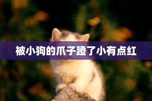 被小狗的爪子蹬了小有點紅