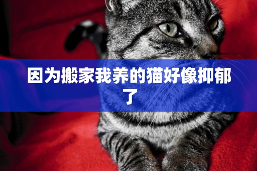 因為搬家我養的貓好像抑郁了
