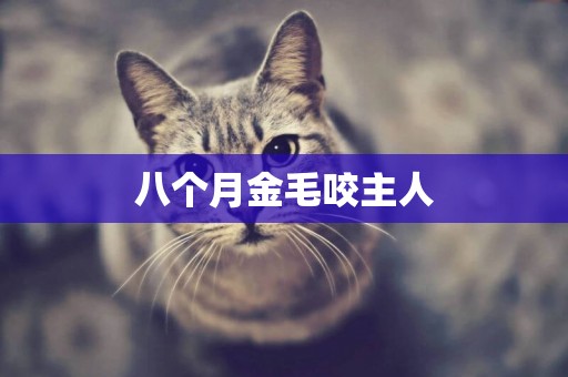 八個月金毛咬主人