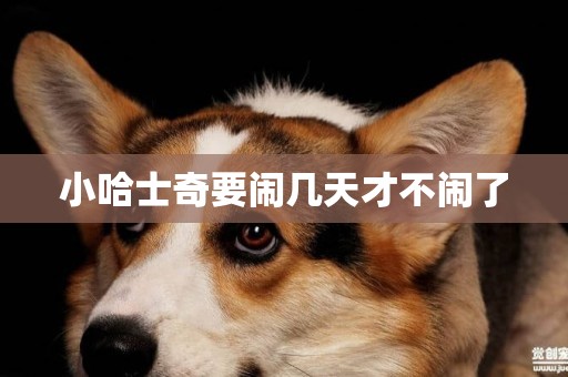 小哈士奇要鬧幾天才不鬧了
