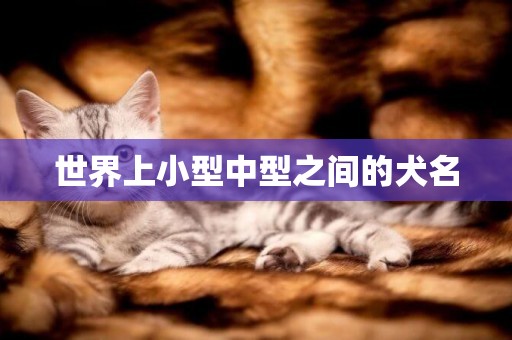 世界上小型中型之間的犬名