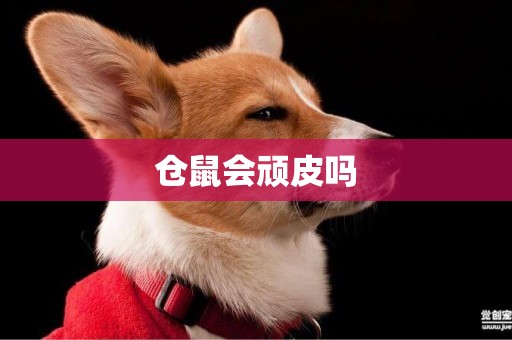 倉鼠會頑皮嗎
