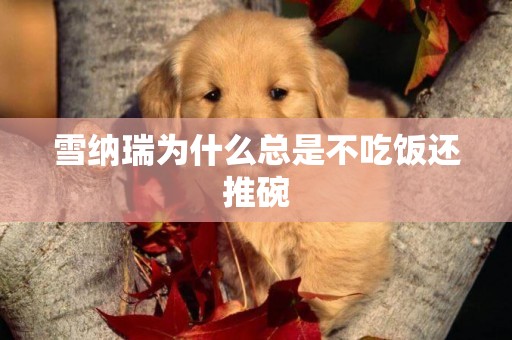 雪納瑞為什么總是不吃飯還推碗