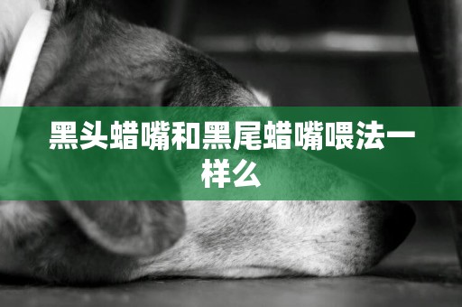 黑頭蠟嘴和黑尾蠟嘴喂法一樣么