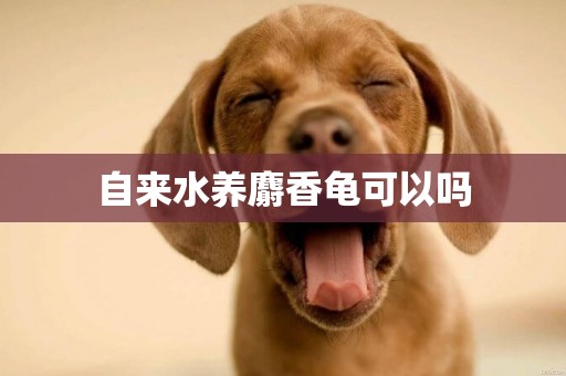 自來水養麝香龜可以嗎