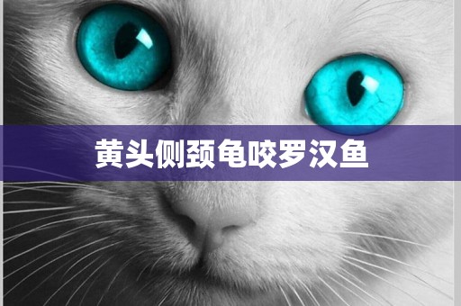 黃頭側頸龜咬羅漢魚