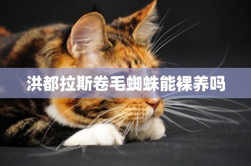 洪都拉斯卷毛蜘蛛能裸養嗎