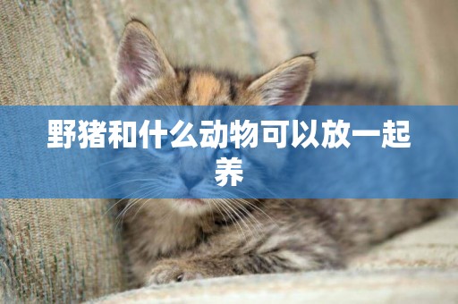 野豬和什么動物可以放一起養