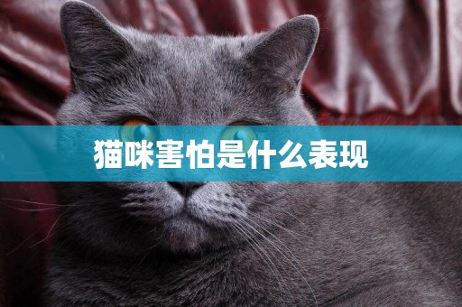 貓咪害怕是什么表現