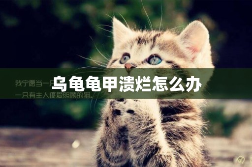 烏龜龜甲潰爛怎么辦