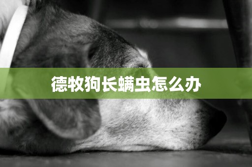 德牧狗長螨蟲怎么辦