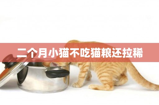 二個月小貓不吃貓糧還拉稀