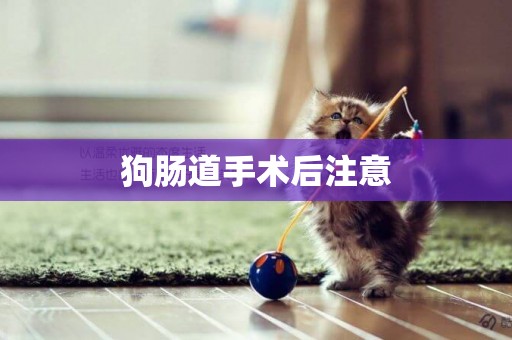 狗腸道手術后注意