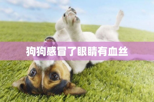 狗狗感冒了眼睛有血絲