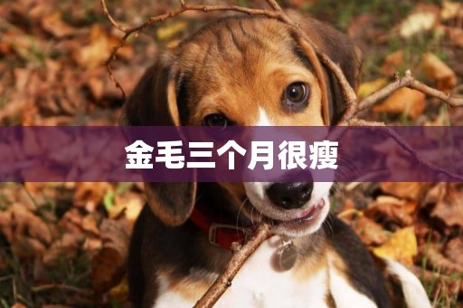 金毛三個月很瘦