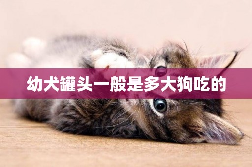 幼犬罐頭一般是多大狗吃的