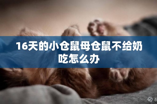 16天的小倉鼠母倉鼠不給奶吃怎么辦