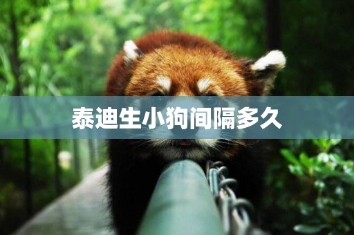 泰迪生小狗間隔多久