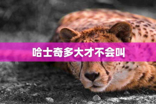 哈士奇多大才不會叫