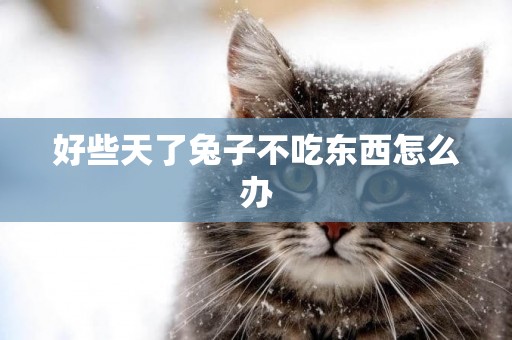 好些天了兔子不吃東西怎么辦
