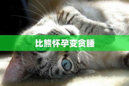 比熊懷孕變貪睡