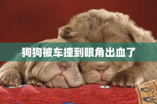狗狗被車撞到眼角出血了