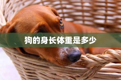 狗的身長體重是多少