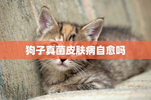 狗子真菌皮膚病自愈嗎