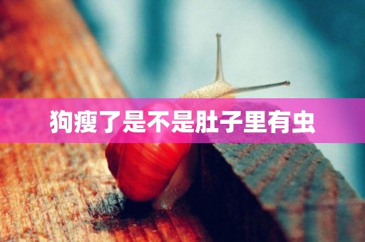 狗瘦了是不是肚子里有蟲