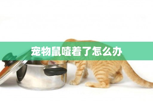 寵物鼠噎著了怎么辦