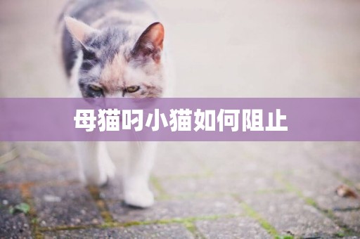 母貓叼小貓如何阻止