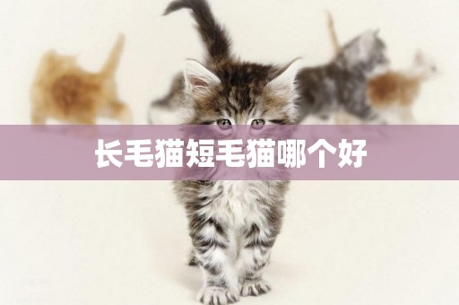 長毛貓短毛貓哪個好