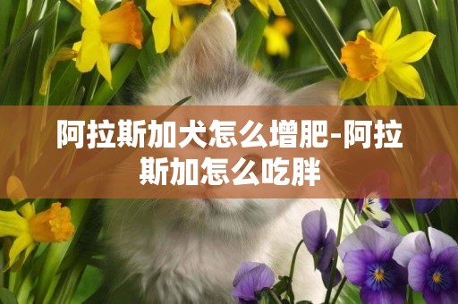 阿拉斯加犬怎么增肥-阿拉斯加怎么吃胖