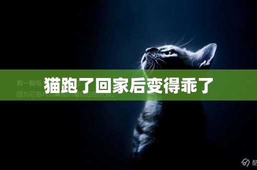貓跑了回家后變得乖了