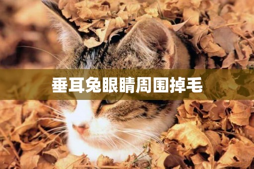 垂耳兔眼睛周圍掉毛