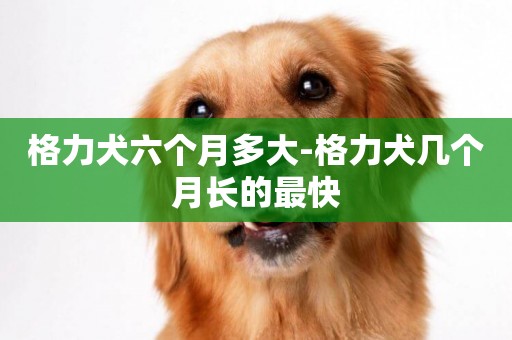 格力犬六個月多大-格力犬幾個月長的最快