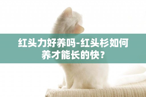 紅頭力好養嗎-紅頭杉如何養才能長的快？