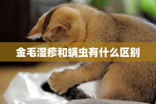 金毛濕疹和螨蟲有什么區別