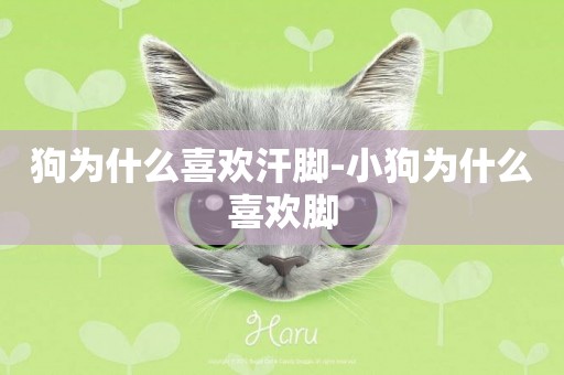 狗為什么喜歡汗腳-小狗為什么喜歡腳