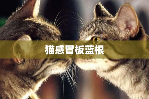 貓感冒板藍根
