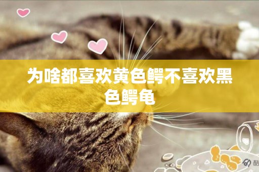 為啥都喜歡黃色鱷不喜歡黑色鱷龜