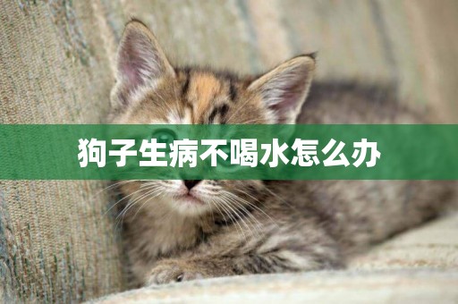 狗子生病不喝水怎么辦