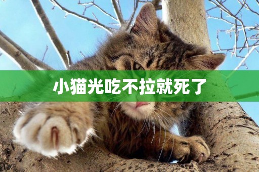 小貓光吃不拉就死了